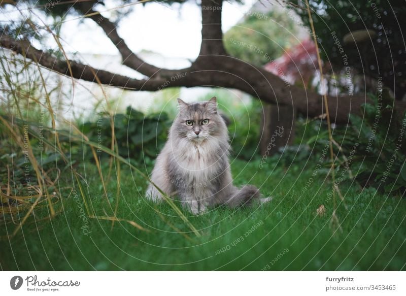 Maine Coon cat sitting under a tree in the garden blue-cream-tortie lawn Tortoiseshell cat no people monitoring look into the camera Cat Cute Fluffy Pelt feline