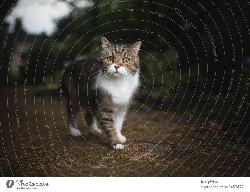 British shorthair cat stands in the garden British Shorthair Cat Garden look into the camera Curiosity Enchanting Watchfulness animal eye animal hair bokeh