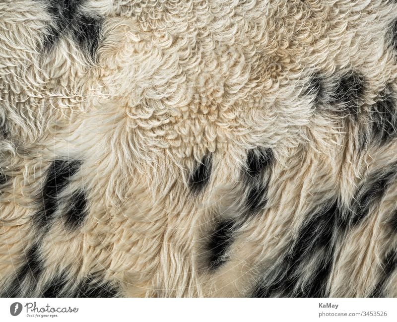 Cow skin as background Pelt Cowhide animal fur Cattle black-and-white Speckled Nature Animal Natural structure texture Abstract full screen Horizontal