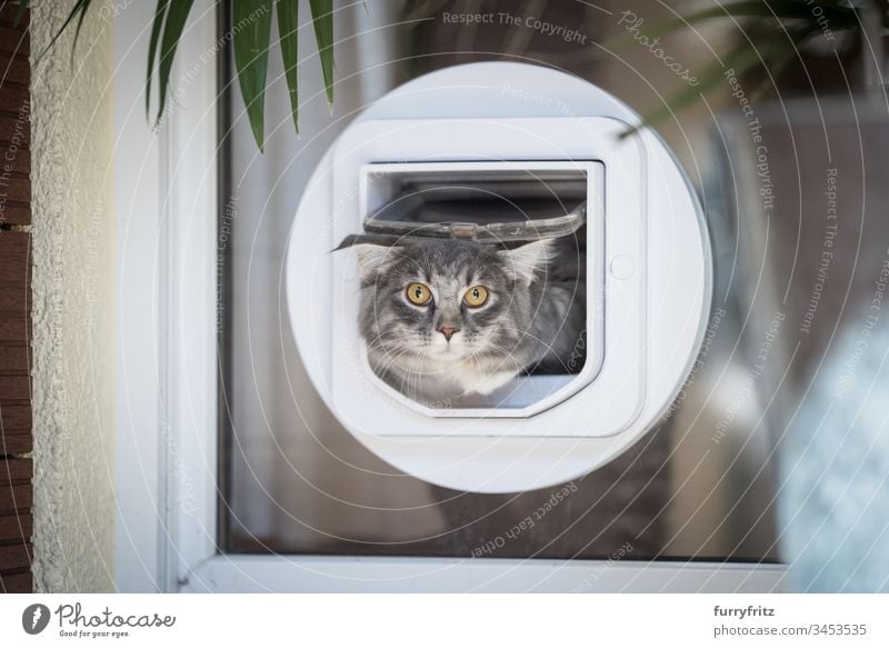 Maine Coon cat leaves the apartment through a cat flap in the window blue blotched bokeh Curiosity Cute Domestic cat feline Fluffy Front or backyard Front view