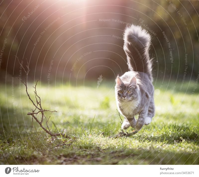 Maine Coon cat with fluffy tail runs through the sunny garden Cat Running Hunting chasing Speed swift Movement Playful Looking Cute Enchanting Beautiful feline