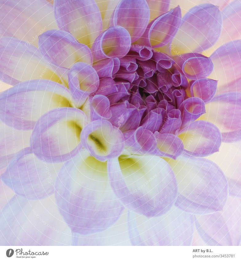 Dahlia almost as painted Flower Blossom macro Close-up dahlia Nature cards Beauty & Beauty