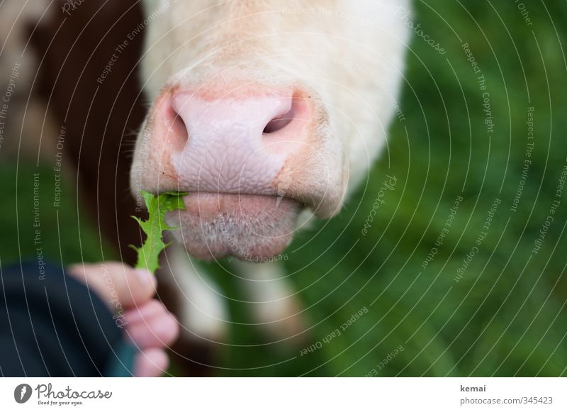 Too bad for cow Elsa. Last dandelion. Fingers Nature Meadow Animal Farm animal Cow Muzzle Nostrils Nose 1 To feed Feeding Pink Closed Colour photo