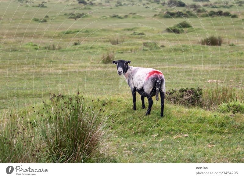 Sheep on green pasture looks back into camera Grass Willow tree Meadow Animal Farm animal Red Black Green Animal portrait Colour photo 1 Nature Landscape Wool