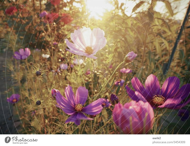 A scent of summer Cosmea flowers blossoms Blossoming Summer luminescent Bright Colours Deserted Exterior shot Shallow depth of field Close-up Nature Plant