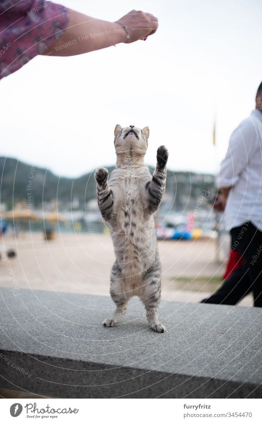 Cat in Mallorca is fed by tourist stray cat Port of Sóller Majorca Ear notch Begging - Animal behaviour Tourism Arms raised Stand hindquartered rebel reaching