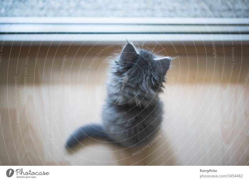 Little Maine Coon kitten looks out the window 8-10 weeks Enchanting Watchfulness animal hair Beautiful blue blotched Cute Domestic cat Investigation feline