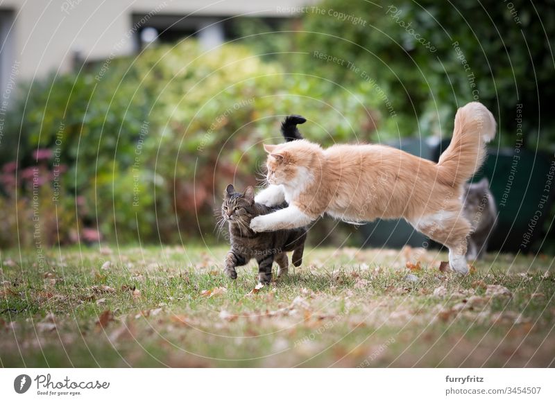 two playful cats fighting in the garden feline Pelt Fluffy Cat purebred cat pets Maine Coon Longhaired cat White Cream Tabby Fawn Beige tabby shorthaired cat