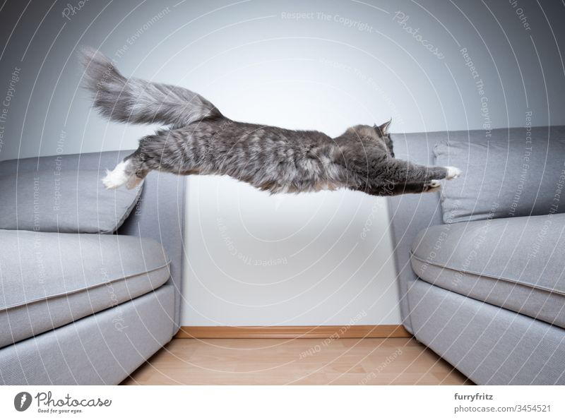Maine Coon cat jumps over the sofa indoors White Paw Longhaired cat purebred cat blue blotched Fluffy feline Pelt Kitten Cute Beautiful Sofa Gray Pillow Cushion