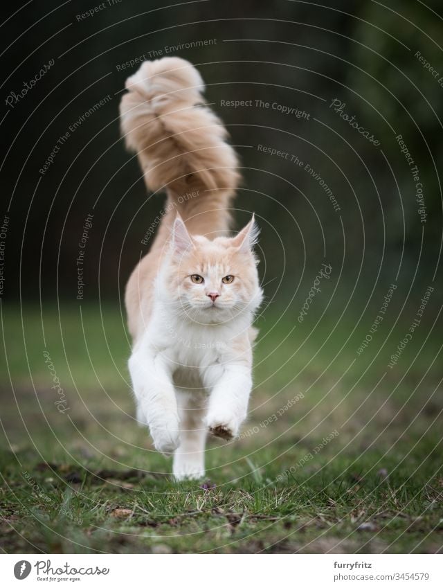 Maine Coon cat with big fluffy tail runs across the meadow Cute Enchanting Beautiful Fluffy feline Pelt Kitten purebred cat Longhaired cat Cream Tabby Beige