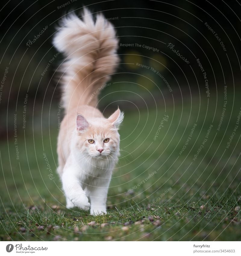 Maine Coon cat with long, fluffy tail walks across the lawn in nature Cute Enchanting Beautiful Fluffy feline Pelt Kitten purebred cat Longhaired cat