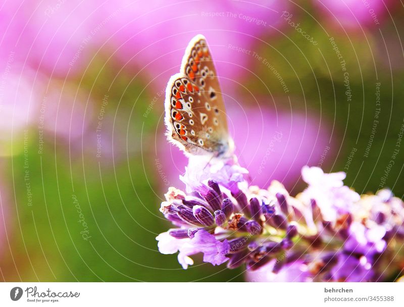 as light as a feather Animal portrait Blur Sunlight Deserted Close-up Colour photo Easy Hover Nectar Pollen already Exotic Elegant Exceptional To feed Flying