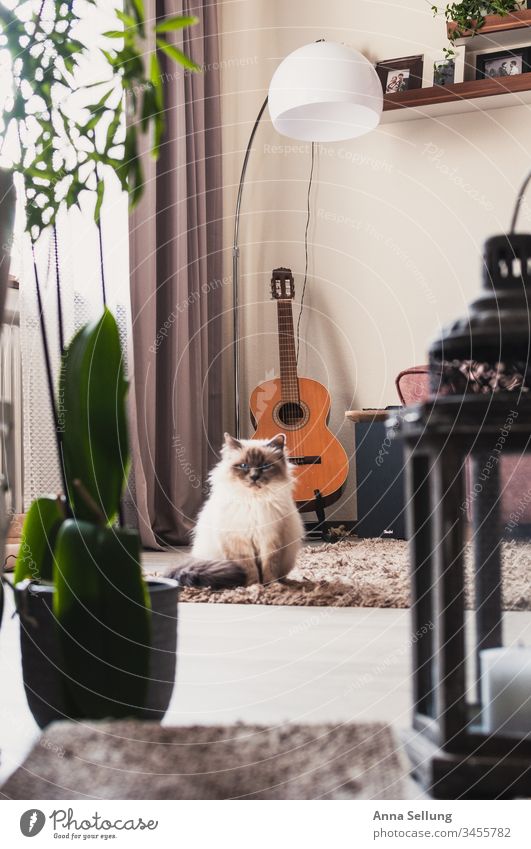 caught by the gaze of a cat sitting in the middle of the living room Observe Looking Looking into the camera Skeptical Cat Domestic cat holy Burma Burmese cat