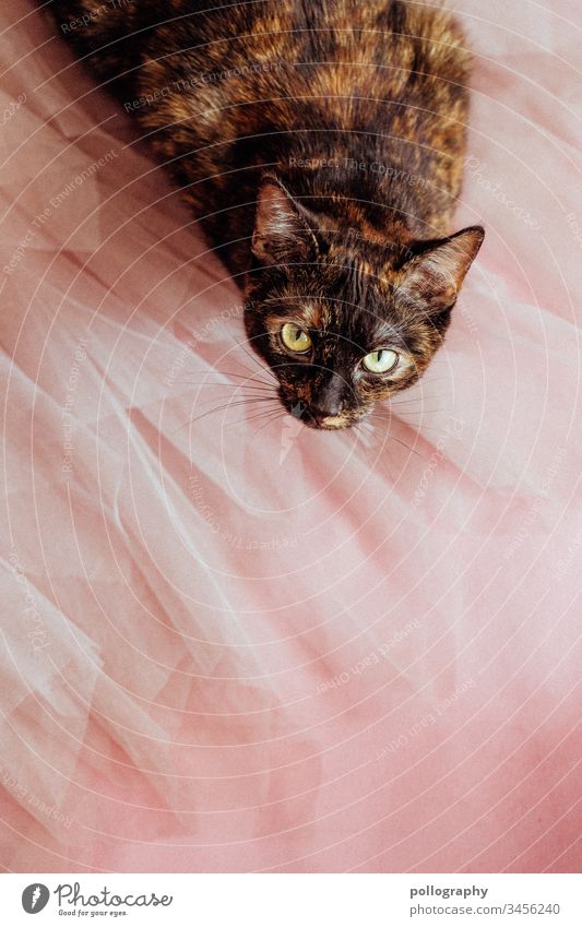 Cat sits on tulle skirt and looks curiously into the camera book cover motif cateye Cat's head Animal Pet Pelt Animal portrait Domestic cat Colour photo Observe