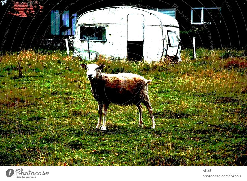 Lonely sheep on pasture Sheep Caravan Grass Wool Transport Pasture poster effect Old Hut