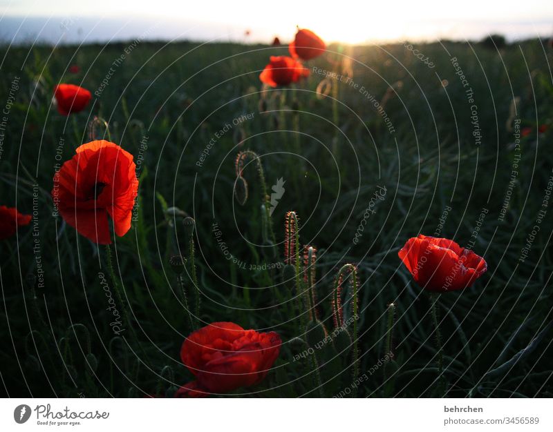 hello mo(h)nday romantic Poppy Poppy blossom poppies flowers bleed fragrant Fragrance Summer spring Back-light Sunset Sunlight Field Meadow beautifully Nature