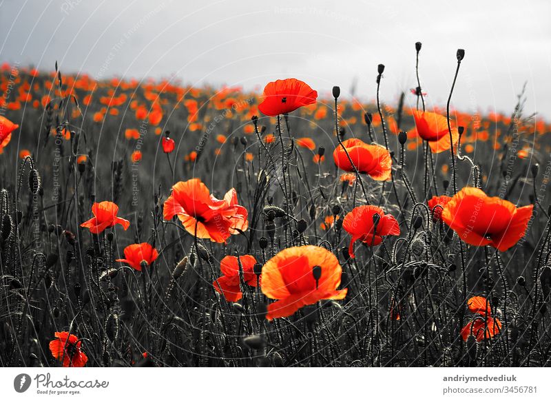 Beautiful poppies on black and white background. Flowers Red poppies blossom on wild field. Beautiful field red poppies with selective focus. Red poppies in soft light