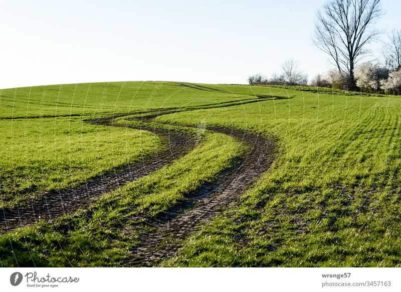 Tractor tracks on a green hilly field in spring Field Green tractor tracks Skid marks lanes Exterior shot Landscape Day Deserted Colour photo Environment Sky