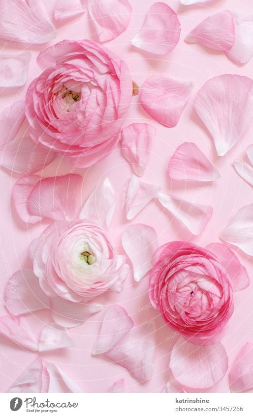 Light pink flowers. Petals, buds. Light pink background. Backdrop