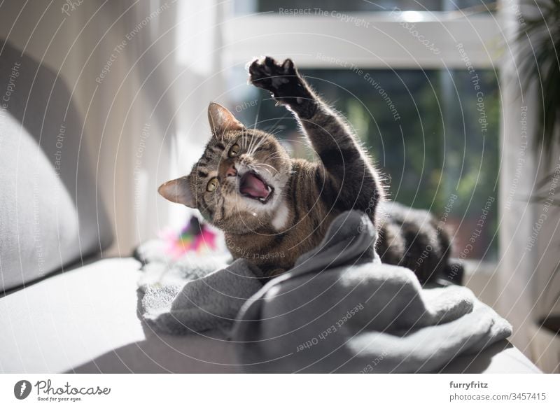 Aggressive cat playing with a feather toy Cat Playing Aggression look into the camera Paw Enchanting Arms raised Background lighting Beautiful bokeh cat toys