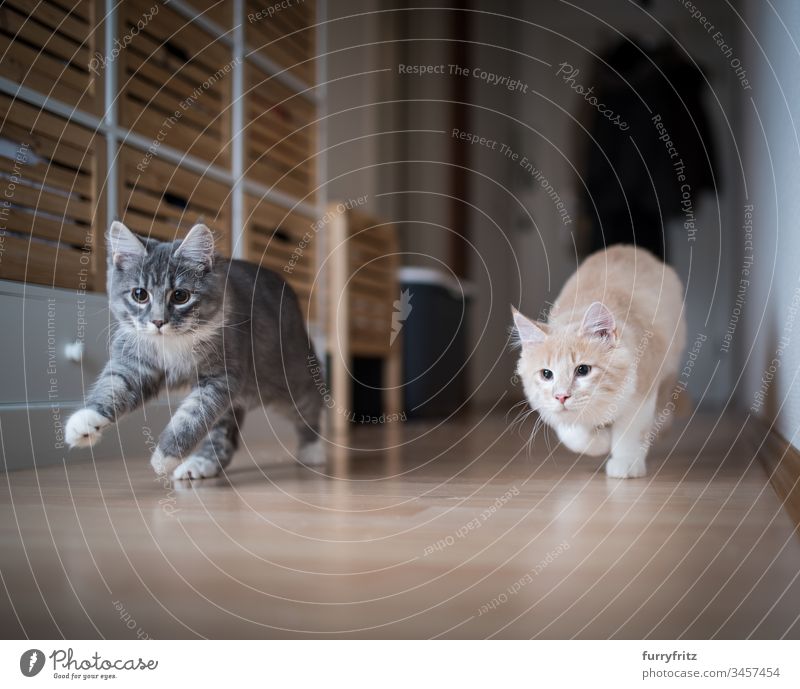 two playful Maine Coon kittens running through the hall no people white color Two animals activity Energy vitality enjoyment chasing swift Speed Movement