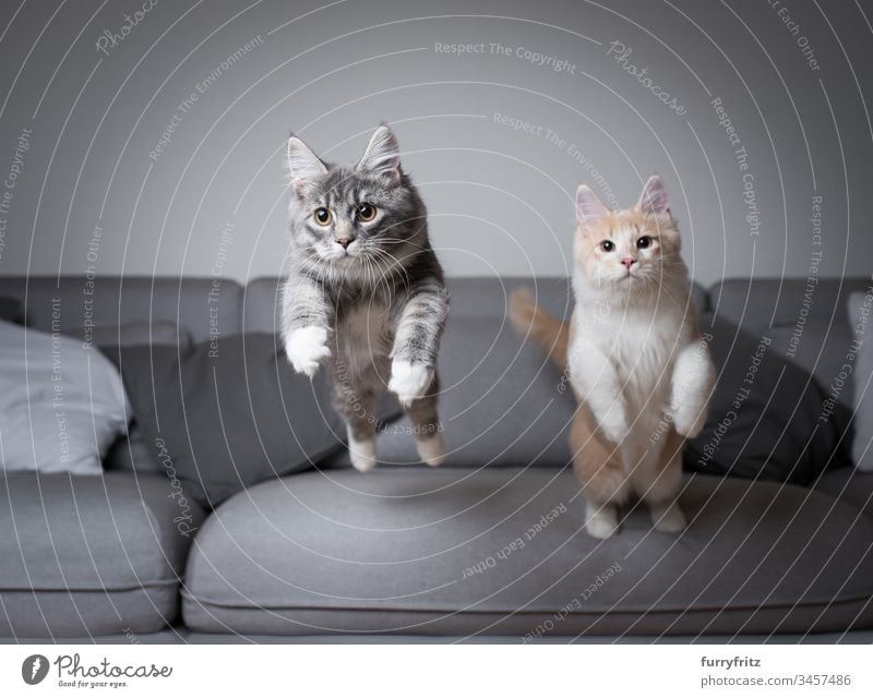 Two young Maine Coon cats jump off a sofa at the same time jumping kitten Movement Air blue blotched catching chasing Couch Cream Tabby Cushion Cute To fall