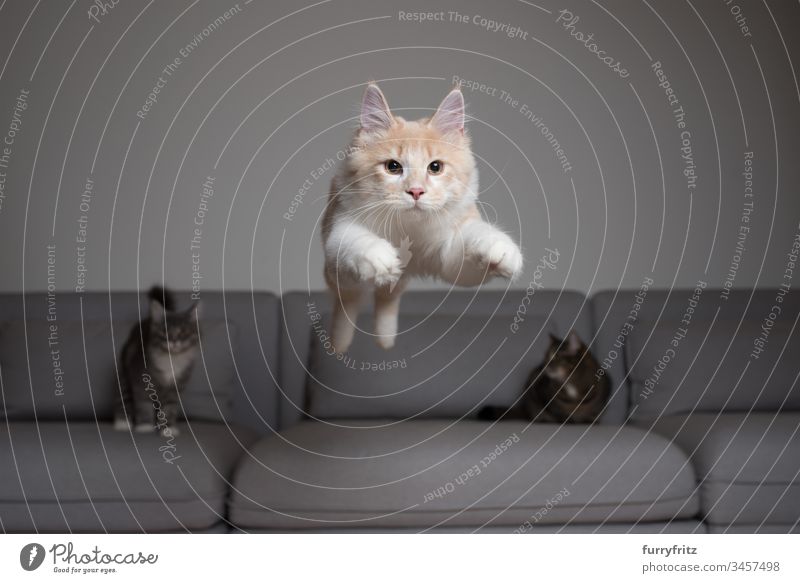 Maine Coon cat jumps over the sofa, two other cats watch Kitten Domestic cat jumping Air Couch catching Cream Tabby chasing Cushion Cute To fall swift feline