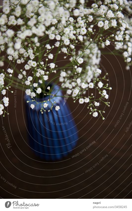 Baby's breath in blue vase on brown table. Baby's-breath Decoration Vase blossoms Flower White Blue Brown Copy Space Delicate at home Blossoming Beautiful