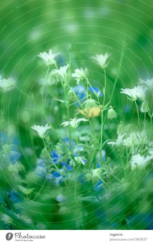 spring meadow Nature Plant Spring Flower Grass Blossom Foliage plant Meadow Blossoming Growth Fragrance Near Blue Yellow Green White Moody Spring fever Climate