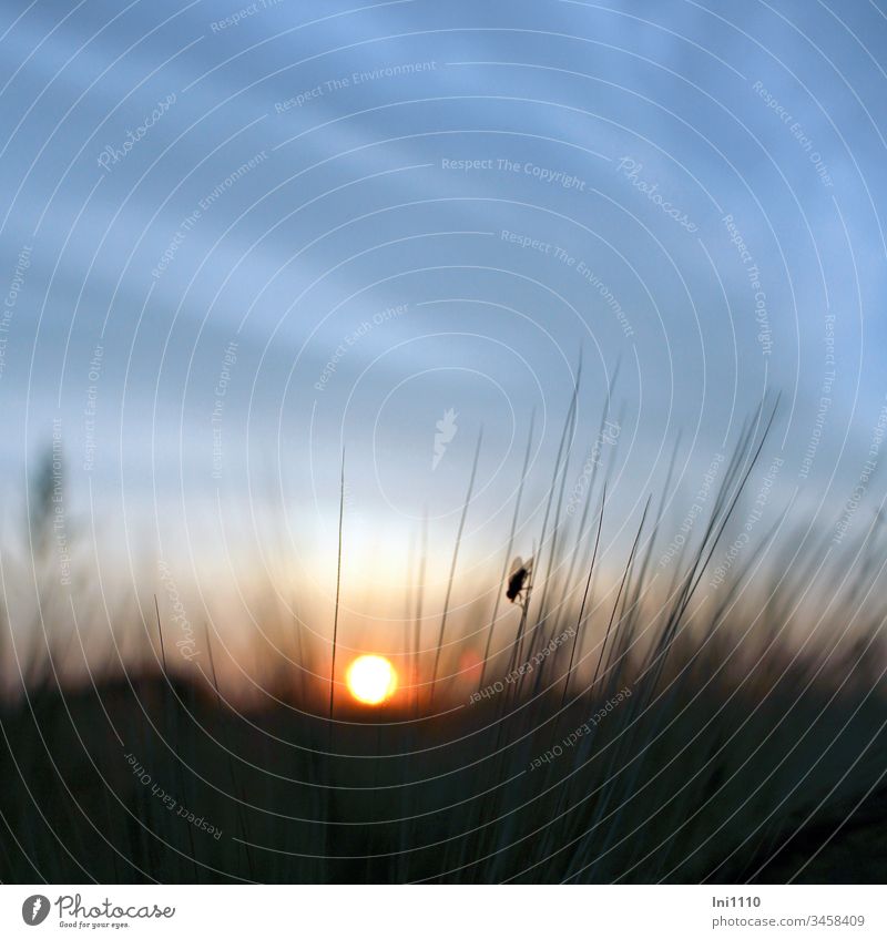 sinking sun blue sky silhouette of a fly sitting on an ear of corn Summer evening Fly fly silhouette Corn ear Sunset Fireball blue sky with clouds Deserted