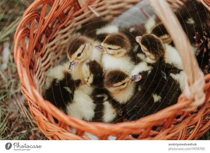 Group of ducklings overlap on basket with straw, newborn duck with black and yellow feather ready for sell. small duck in the basket. ducks bird animal cute
