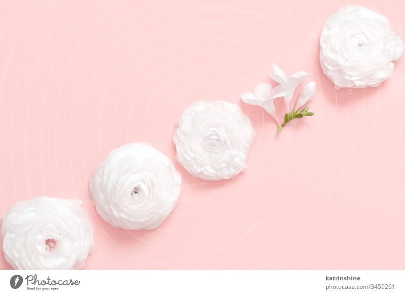 Free Stock Photo of Flower Background - Light cream floral