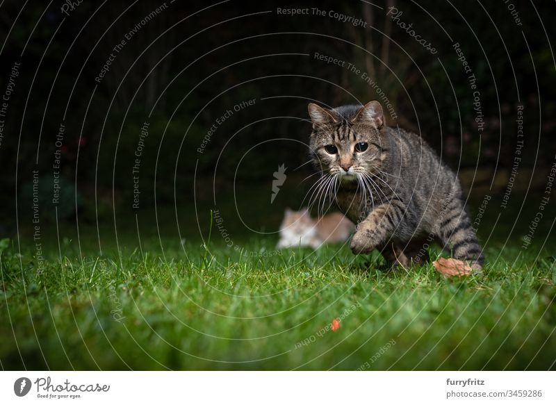 Cat chasing the red dot of a laser pointer on the meadow at night Cute Enchanting Beautiful Domestic cat domestic shorthair feline Pelt mixed breed cat tabby