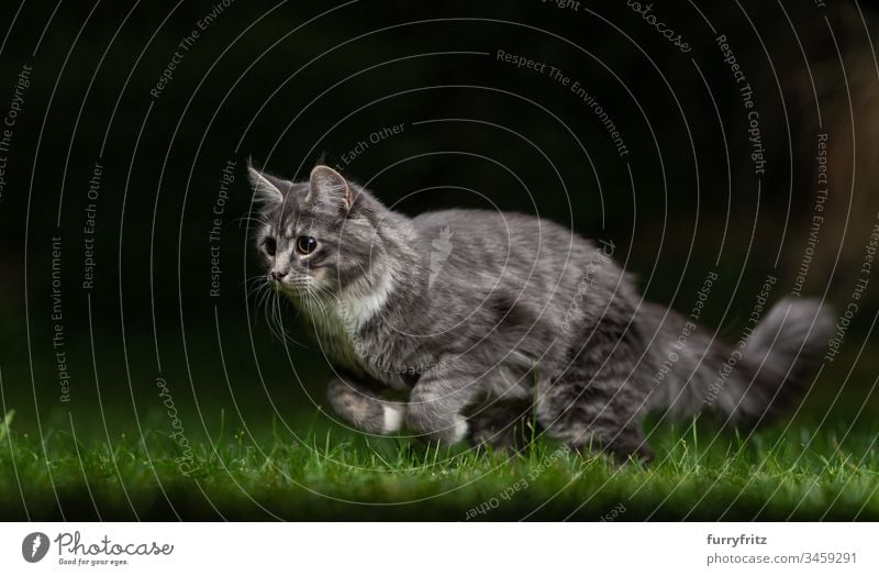 Playful Maine Coon cat hunting at night in the garden no people vitality White animal behavior Watchfulness enjoyment focused Hunting chasing Movement Playing