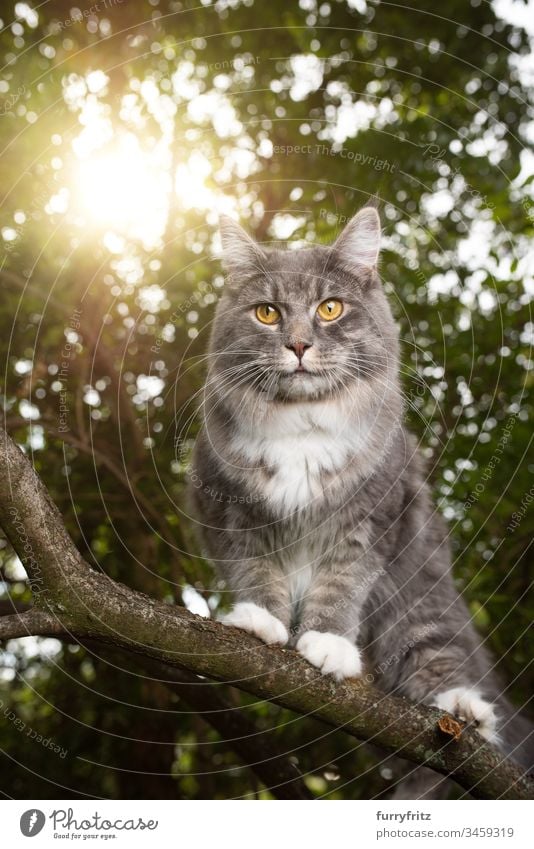 Maine Coon cat climbing on the branch of a tree in the sunlight Cat Cute Enchanting feline Fluffy Pelt purebred cat pets Longhaired cat Kitten blue blotched