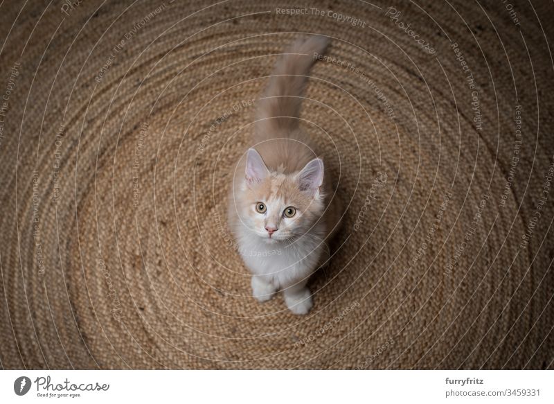 young Maine Coon cat stands on a sisal carpet and looks up 2-5 months Enchanting Watchfulness Beautiful Begging - Animal behaviour Carpet Circular Cream Tabby
