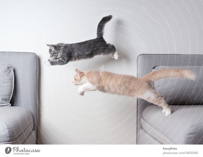 Two Maine Coon cats jump over the sofa at the same time Kitten jumping Two animals Couch Air blue blotched catching chasing Copy Space Cream Tabby Cushion Cute