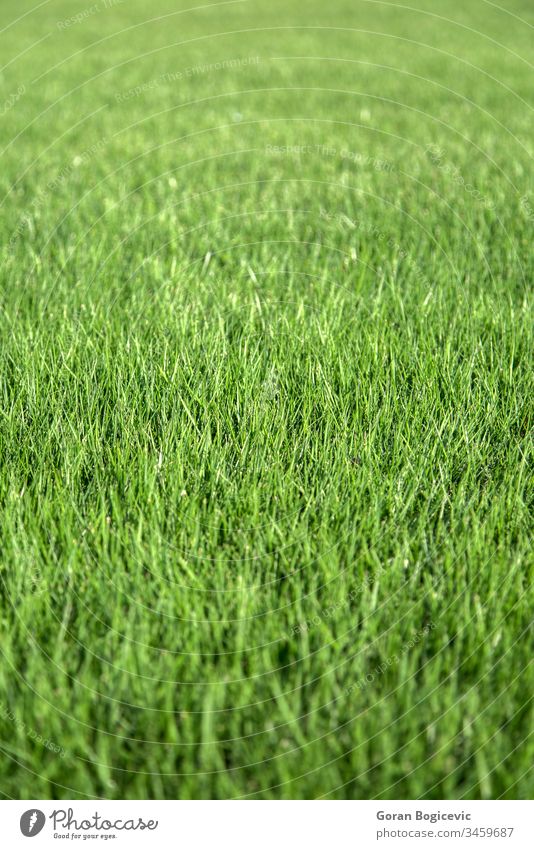 Close up view at green grass nature field spring meadow plant natural lawn summer closeup background environment freshness growth land abstract outdoors pattern