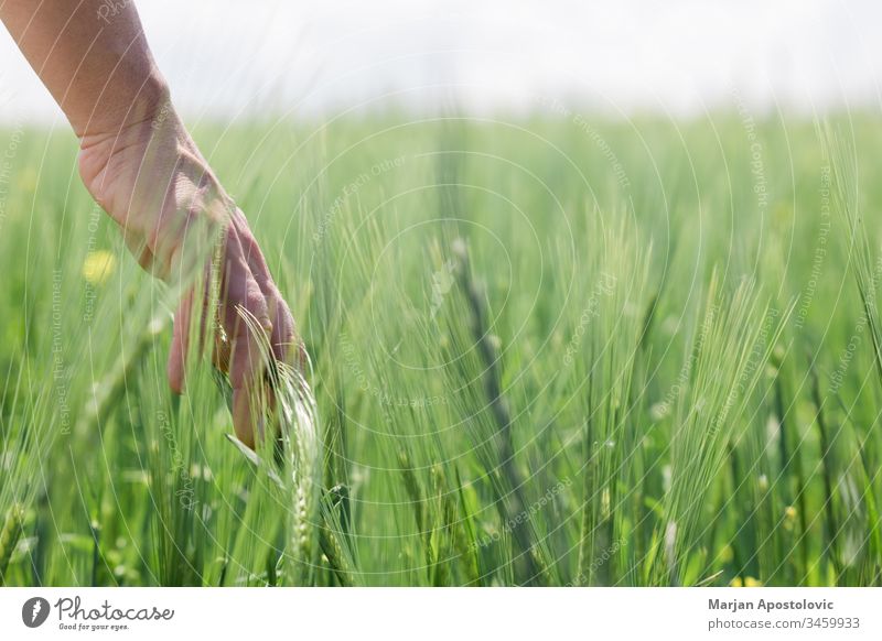 Close-up of a hand touching tall grass in the field agriculture background care close-up concept conservation day delicate development earth ecology environment