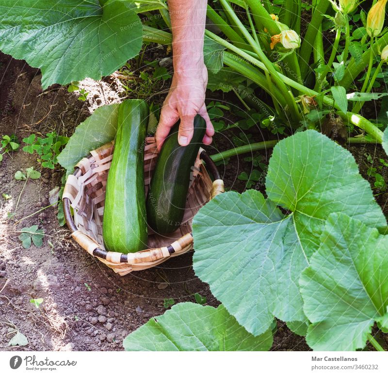 Man's hand collecting zucchini in a wooden basket. Concept of agriculture. vegetable food diet fresh picking person green garden organic farm farmer healthy man