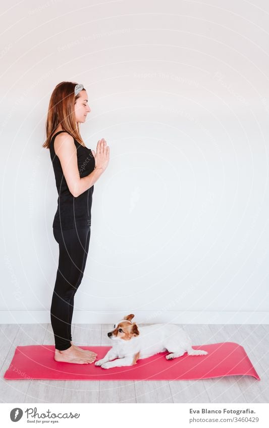 https://www.photocase.com/photos/3460429-cute-small-jack-russell-dog-lying-on-a-yoga-mat-at-home-with-her-owner-woman-healthy-lifestyle-indoors-photocase-stock-photo-large.jpeg