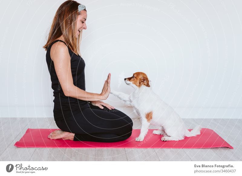 cute small jack russell dog lying on a yoga mat at home with her owner woman. Healthy lifestyle indoors pet together sport exercise healthy female body