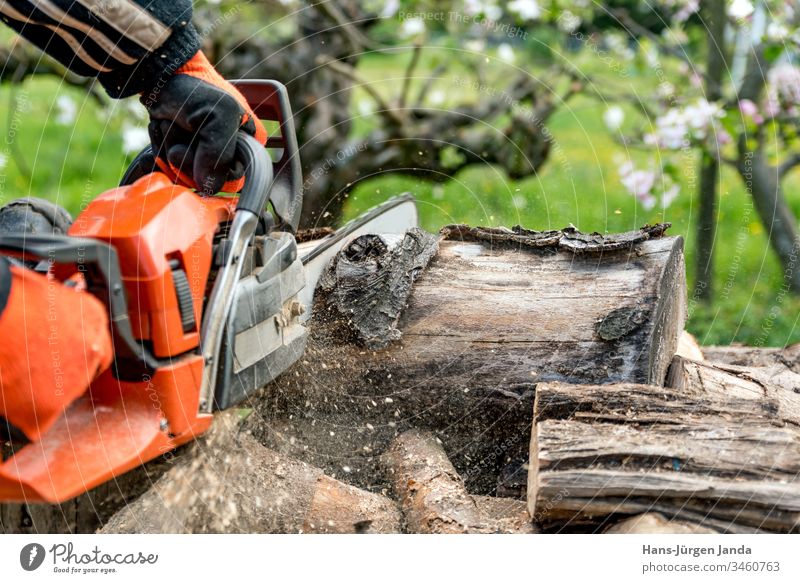 Man saws firewood with a red chainsaw chain saw wood saw wood chips fireplace woodworking oven falls tree accident prevention fuel Industry wood industry saw up