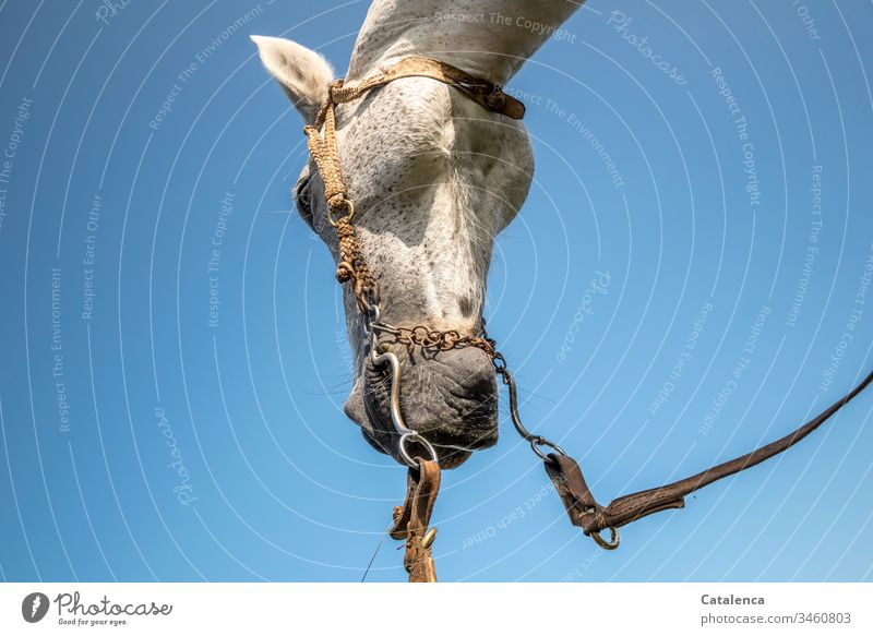 Horse head from the frog's eye view Animal Farm animal Horse's head Gray (horse) Animal portrait Detail Bridle Snaffle Sky nice weather grey Blue White Nature