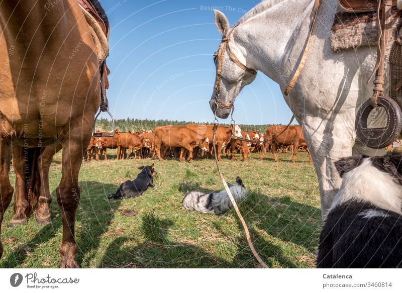 Cattle, dogs and horses take a break on a hot summer day in the pampas cattle Animal Summer Meadow Sky Beautiful weather Grass Nature Day Green Landscape