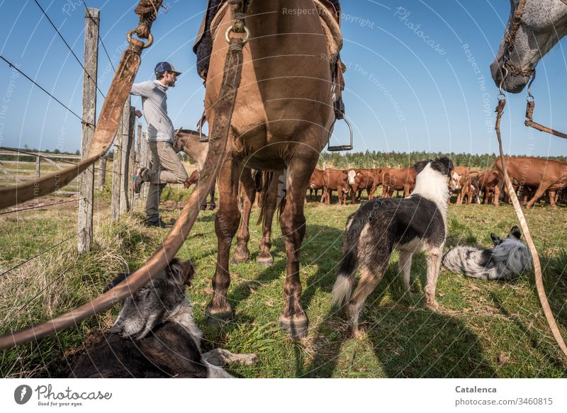 The young man leans against the fence of the paddock, horses, dogs and cattle are waiting with him. Young man cows Farm animals Zsun Grass Sky Summer