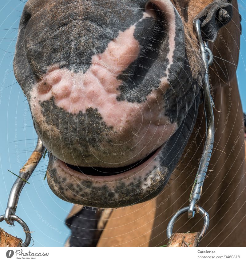 A relaxed horse's mouth from the frog's perspective Horse 1 Animal Farm animal Mammal Snaffle Nostrils Pelt Brown Animal face Animal portrait Day Detail Sky