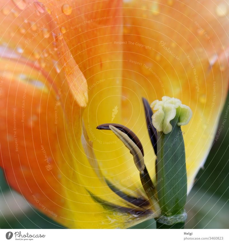 Close-up of an almost faded tulip flower, orange-yellow petals with drops, ovary, pistil and stamens Tulip Flower Blossom Tulip blossom Blossom leave Plant