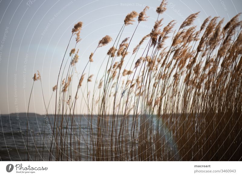 Reed in detail Lake Water Evening sun sunset reed Common Reed grasses Spring Relaxation open pit mining flooded lignite mining Body of water Swimming lake