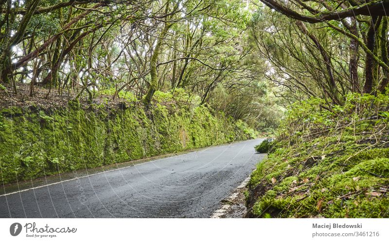 Road in Macizo de Anaga reserve, Tenerife, Spain. road forest travel UNESCO biosphere reserve scenery mysterious asphalt nature trip Canary Islands view scenic